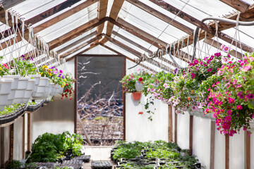 Fototapeta na wymiar Petunia, calibrachoa in hanging pots in a store. Many flowers in pots in a greenhouse. Sale of flowers.