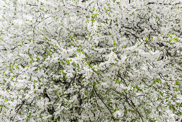 Branches of blooming white flowers of cherry plum or cherry in early spring.