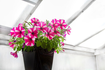 Pink Petunia potted flower in a greenhouse. Sale of flowers. Flower Pots At Shop.