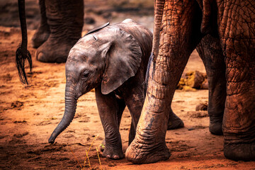 Little baby elephant in Africa. Kenya's savannah and steppe with the elephants in Tsavo National...
