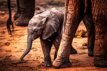 Zelfklevend Fotobehang Little baby elephant in Africa. Kenya's savannah and steppe with the elephants in Tsavo National Park © Jan