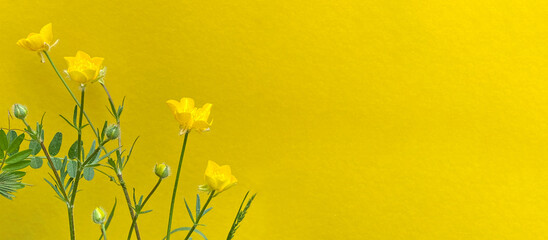 Butterblume - Hahnenfuß - gelbe Blume