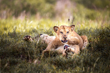 Cute little lion cubs on safari in the steppe of Africa playing and resting. Big cat in the...