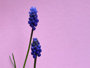 Traubenhyazinthe, Knospen blau-violette Farbe,  rosa Hintergrund, Querformat