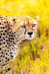 Cheetah in the savannah of the Taita Hills in Kenya Africa, beautiful big cat in the sunrise in the open wilderness. Wildlife on a safari, game drive