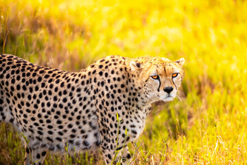 Cheetah in the savannah of the Taita Hills in Kenya Africa, beautiful big cat in the sunrise in the open wilderness. Wildlife on a safari, game drive