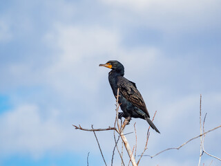 Close up shot of Double-crested cormorant on tree