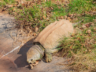 Close up shot of Alligator snapping turtle crawling