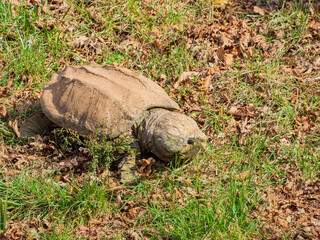 Obraz premium Close up shot of Alligator snapping turtle crawling