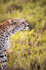 Fototapeta na wymiar Cheetah in the savannah of the Taita Hills in Kenya Africa, beautiful big cat in the sunrise in the open wilderness. Wildlife on a safari, game drive