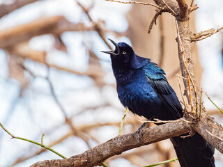 Close up shot of Mexican grackle on tree