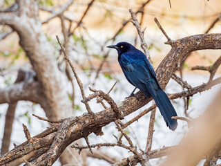 Close up shot of Mexican grackle on tree