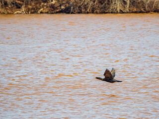 Close up shot of Double-crested cormorant flying down to the lake