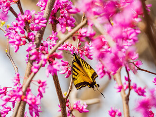 Sunny view of the Eastern tiger swallowtail eating the eastern redbud