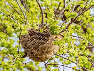 Close up shot of beehive on tree