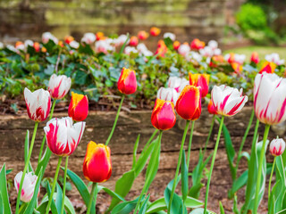 Close up shot of colorful tulips blossom