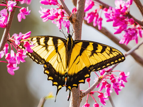 Sunny view of the Eastern tiger swallowtail eating the eastern redbud