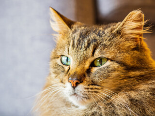 Close up shot of a sleepy pet cat