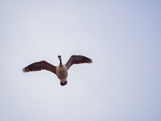 Close up shot of a flying Canada Goose