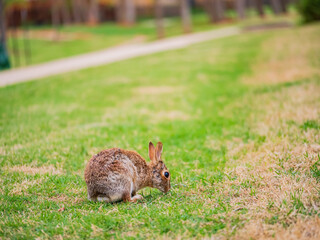 Close up shot of a Cottontail rabbit on meadow