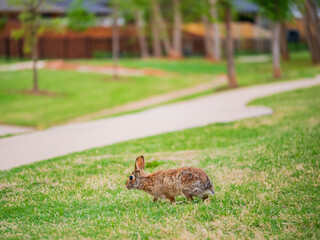 Close up shot of a Cottontail rabbit on meadow