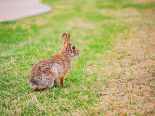 Naklejka na ściany i meble Close up shot of a Cottontail rabbit on meadow