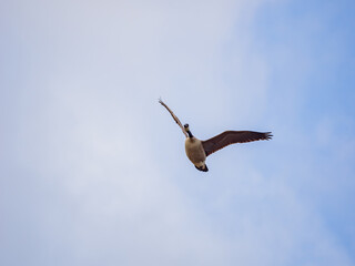 Close up shot of a flying Canada Goose