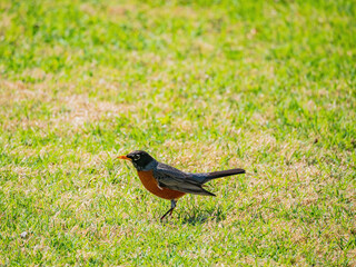 Close up shot of American Robin walking ground