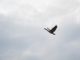Close up shot of a flying Canada Goose