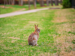 Close up shot of a Cottontail rabbit on meadow