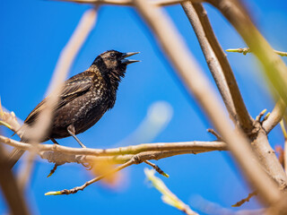 Close up shot of Common starling