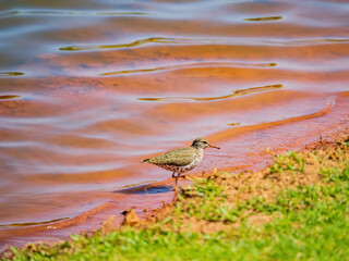 Close up shot of small Solitary sandpiper walking around