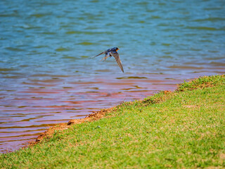 Close up shot of small Barn swallow flying