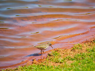 Close up shot of small Solitary sandpiper walking around