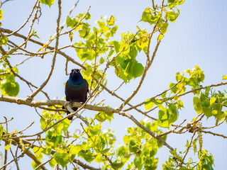 Close up shot of Mexican grackle on tree