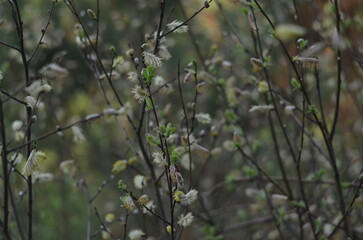 in the deep forest 2