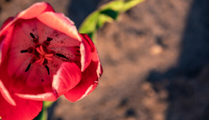 A close-up of a tulip growing alone in a field