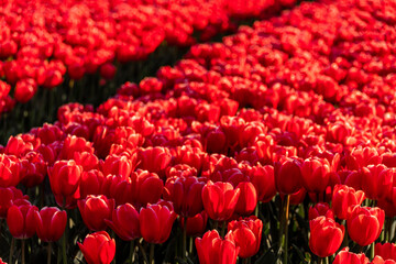 A field full of red tulips