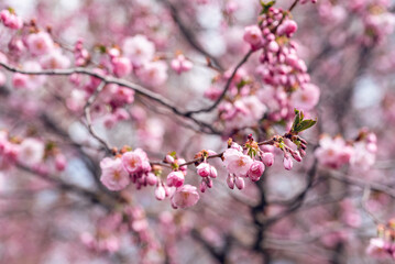 Sakura cherry blossom branch close up