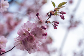 Sakura cherry blossom branch close up