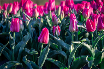A field of pink tulips in the Netherlands © Joanna