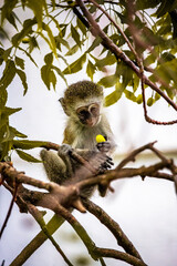 Gang of monkeys in Kenya Africa. Monkeys take over a hotel, Safari lodge. Baby monkeys in the rain, macaque monkeys