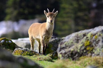 Jeune bouquetin des Pyrénées