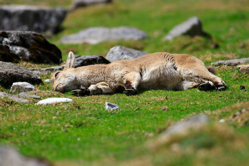 Jeune bouquetin des Pyrénées