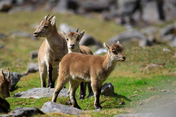 Jeune bouquetin des Pyrénées