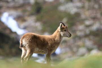 Jeune bouquetin des Pyrénées