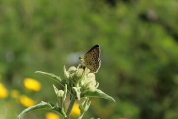 butterfly on a flower