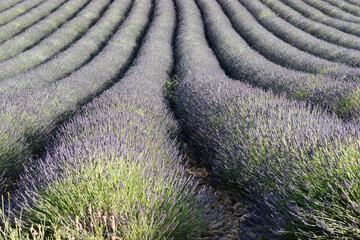 Fototapeta na wymiar a lavender field in bloom in Provence (France)
