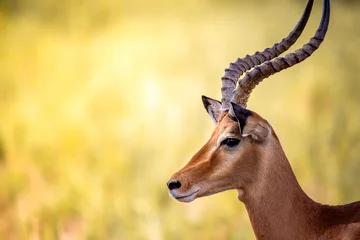 Poster Gazelle or antelope, in Kenya, Africa. Beautiful animals on safari through the savannas of the various national parks. great and noble animals © Jan