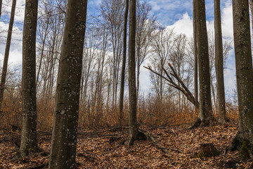 Trees on mountain hill and sky at background in autumn.
